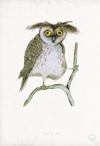 Oriental Scops Owl - artist signed print